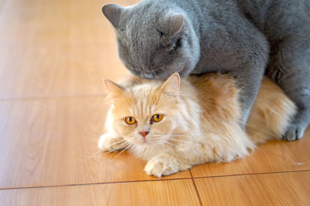 交尾(こうび)とは