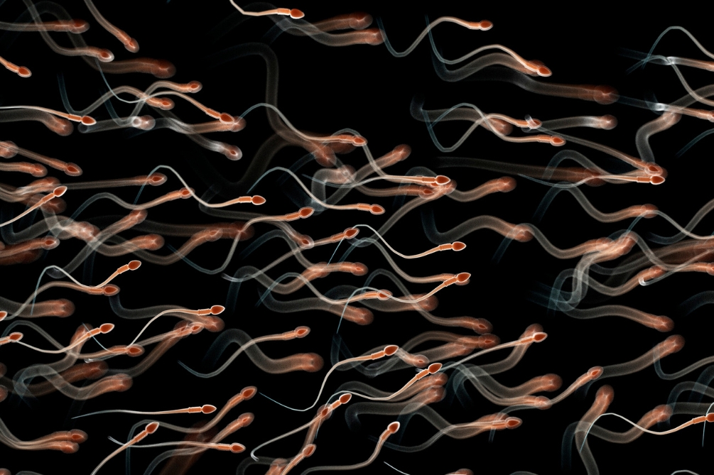 射精(しゃせい)とは