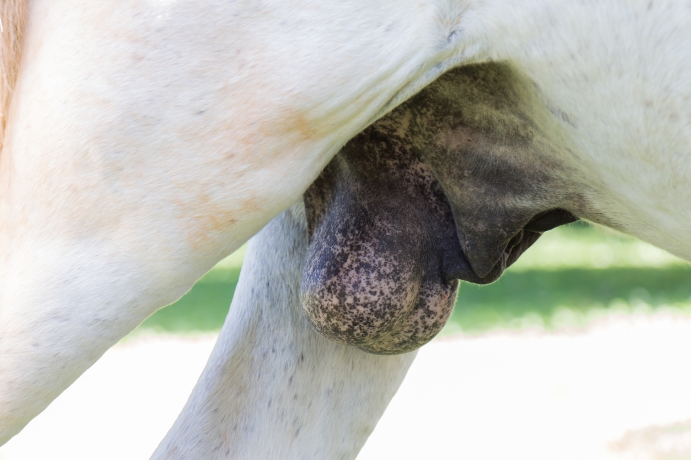 精巣(せいそう)とは