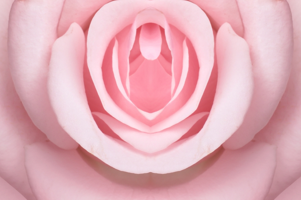 チューリップ（ちゅーりっぷ）とは